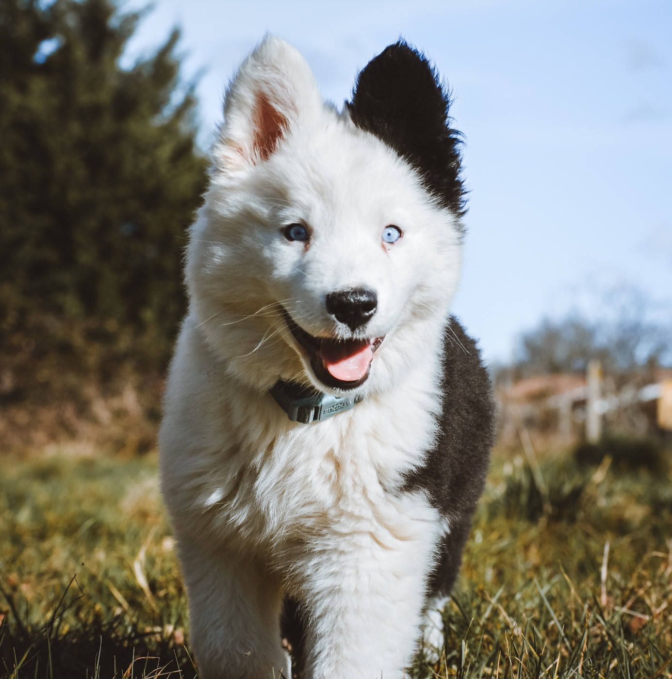 The Nordix Kennel Of The Wilds - Chiots disponibles - Laika de iakoutie