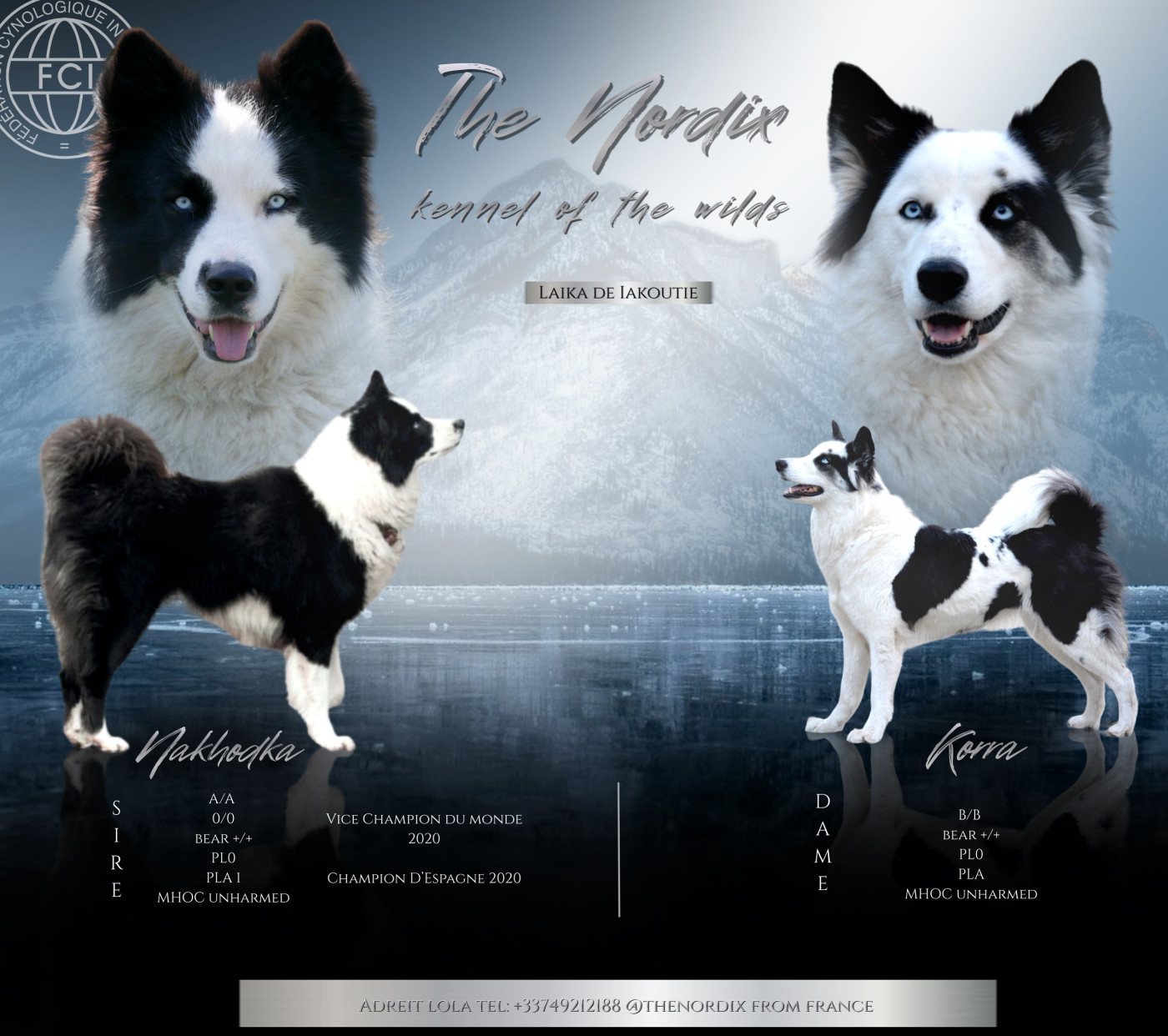 Chiot Laika de iakoutie The Nordix Kennel Of The Wilds