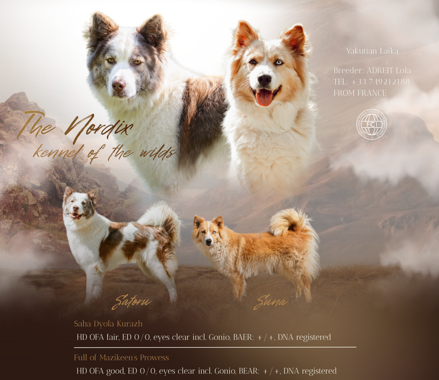 Chiot Laika de iakoutie The Nordix Kennel Of The Wilds