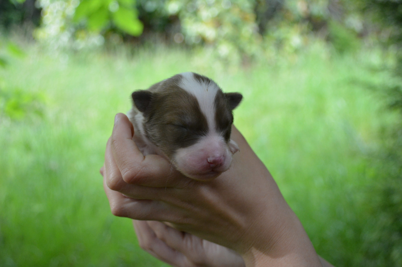 The Nordix Kennel Of The Wilds - Chiots disponibles - Laika de iakoutie
