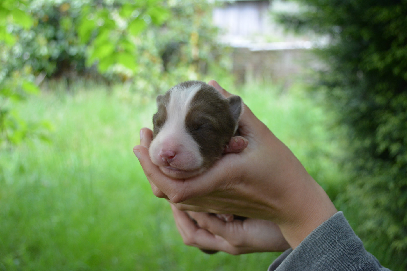 The Nordix Kennel Of The Wilds - Chiots disponibles - Laika de iakoutie