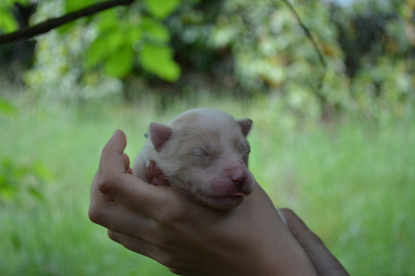 The Nordix Kennel Of The Wilds - Chiots disponibles - Laika de iakoutie