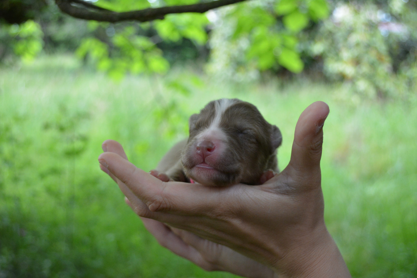 The Nordix Kennel Of The Wilds - Chiots disponibles - Laika de iakoutie