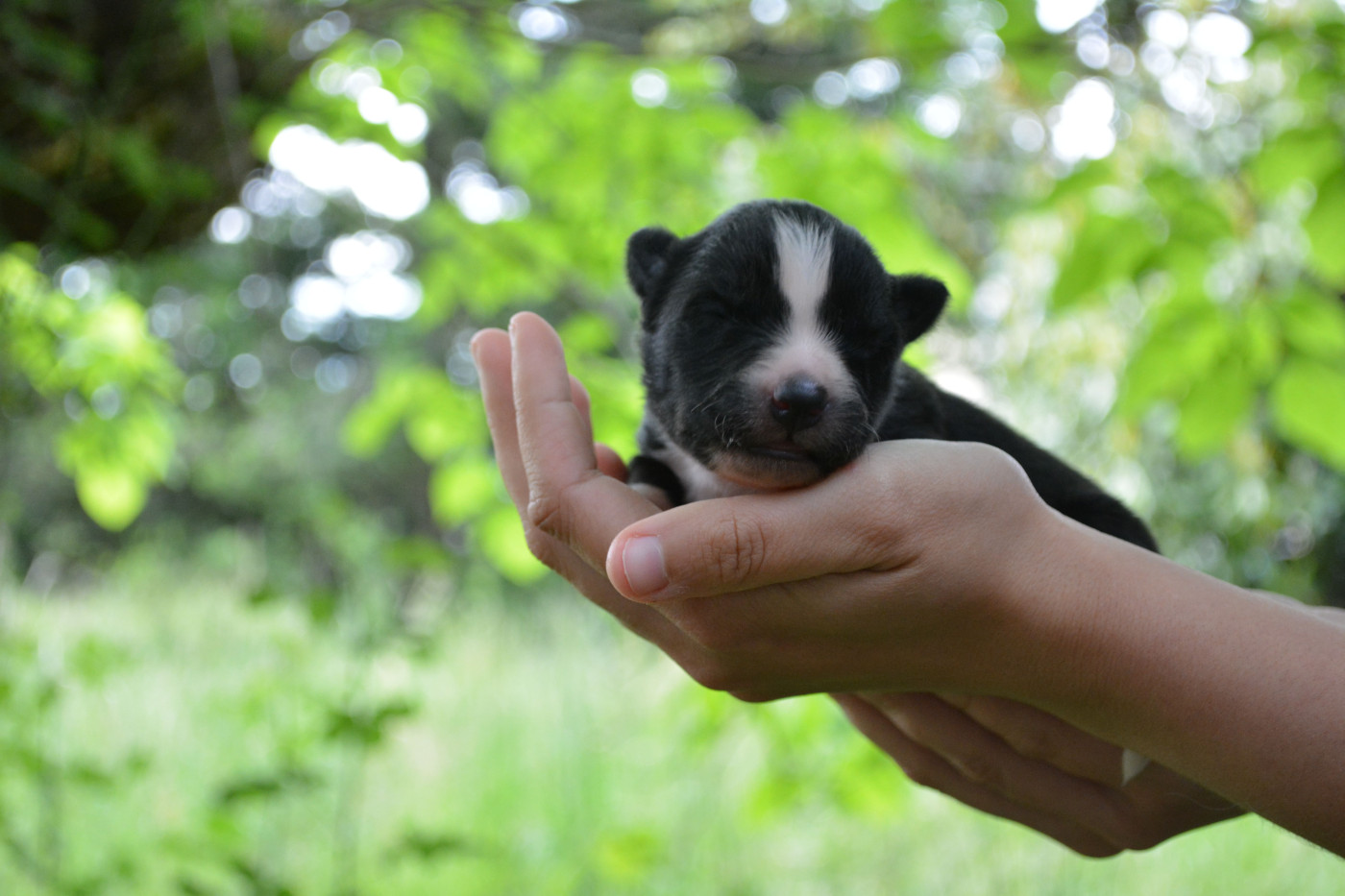 The Nordix Kennel Of The Wilds - Chiots disponibles - Laika de iakoutie