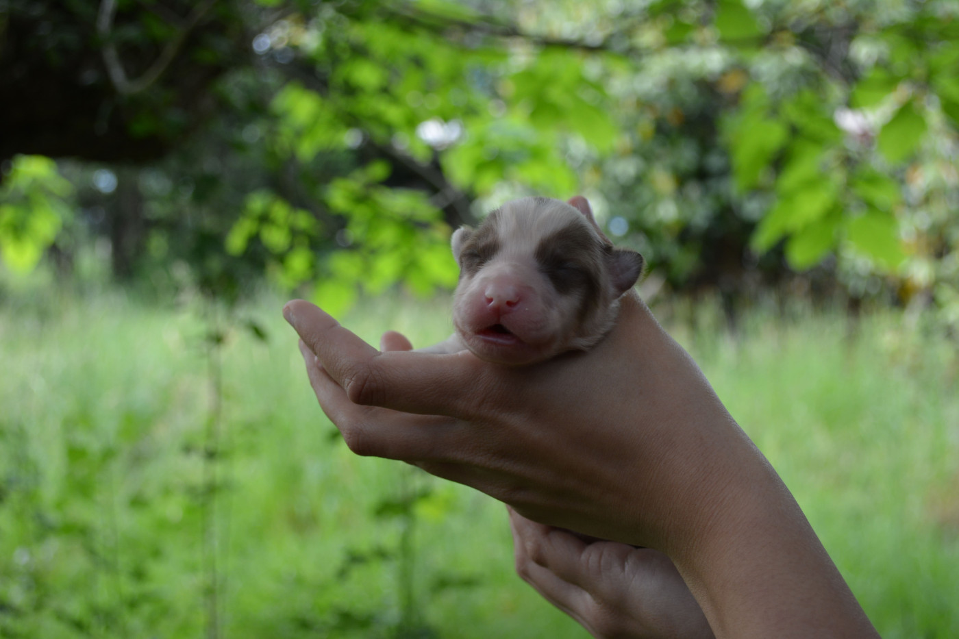 The Nordix Kennel Of The Wilds - Chiots disponibles - Laika de iakoutie