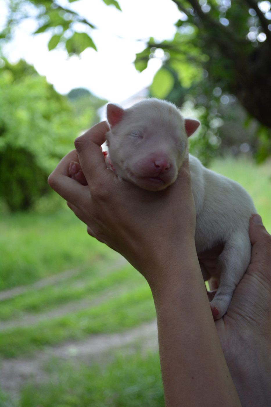 The Nordix Kennel Of The Wilds - Chiots disponibles - Laika de iakoutie
