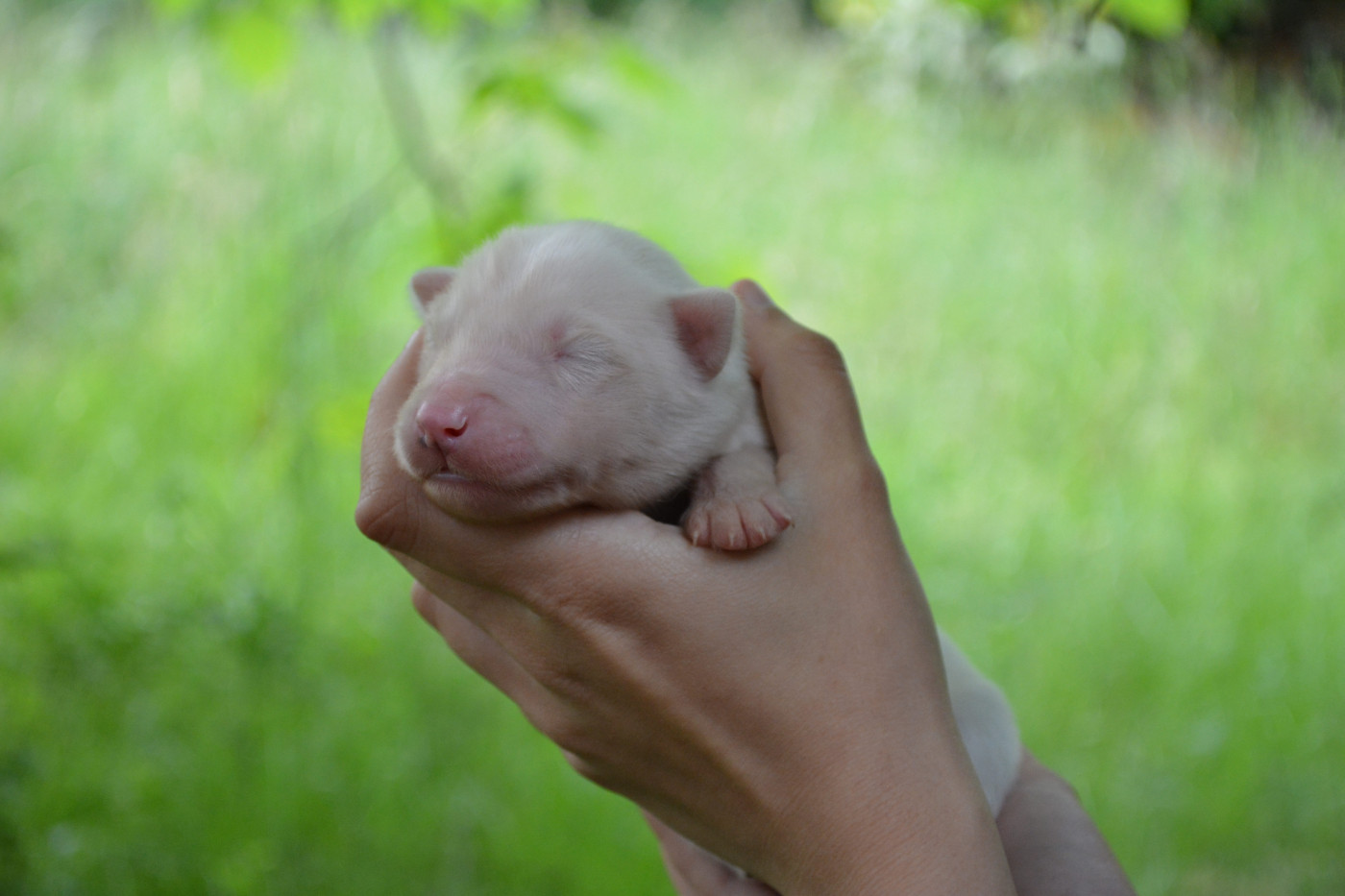 The Nordix Kennel Of The Wilds - Chiots disponibles - Laika de iakoutie